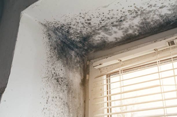 Affordable Basement Mold Removal solutions in Damascus, OR